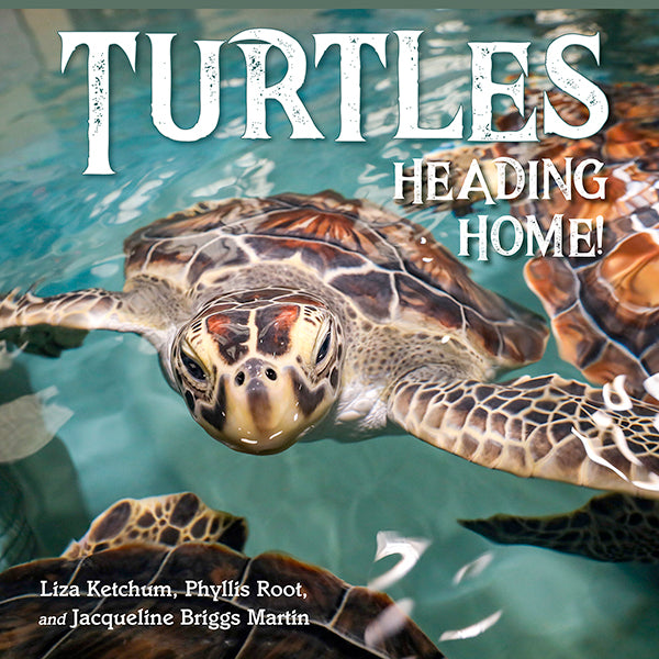 turtles-heading-home